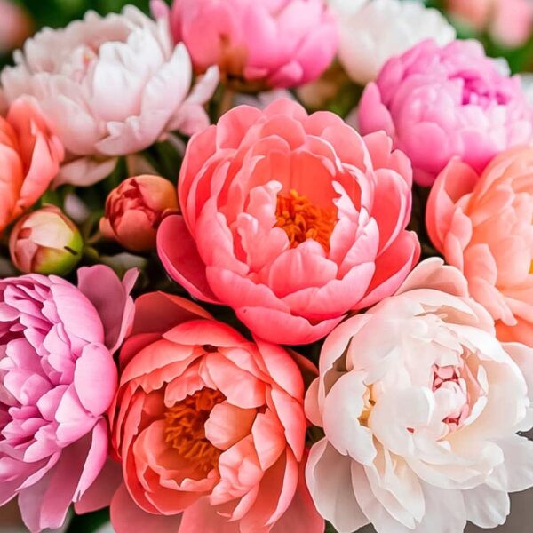 Букет «Пудровая история»